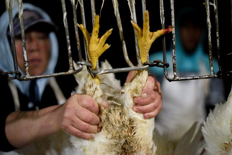 Chickens hanging on the processing line at a poultry plant, Chapala (Jalisco), Mexico, 2016. Photo Credit: Tras los Muros